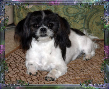 Macy Tiny Little Chinese Imperial Shih Tzu female